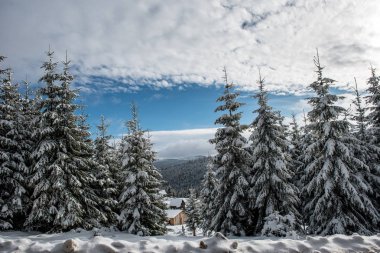 Karla kaplı firavun ağaçları ve dağlarda buzullar.