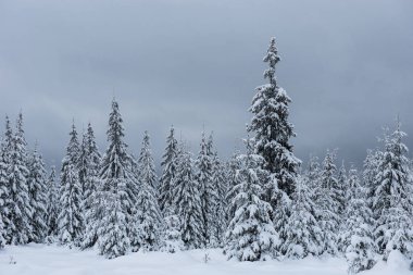 Köknar ağaçlarıyla kaplı kış manzarası. Noel kartı konsepti