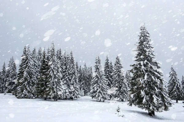 Schneebedeckte Tannen Winterwald Bei Schneefall Schneeflocken Und Weihnachtskonzept — Stockfoto