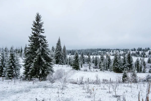 Prachtig Winterlandschap Met Sneeuw Bomen — Stockfoto