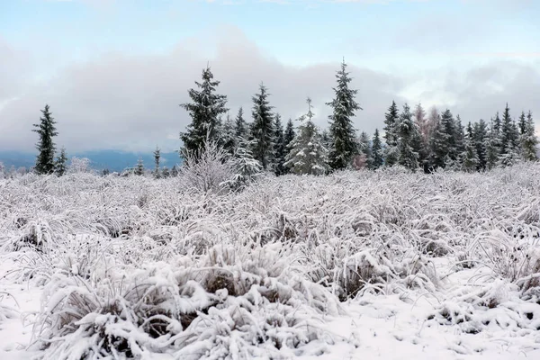 Fairy Winter Landscape Snow Covered Christmas Trees — Stock Photo, Image