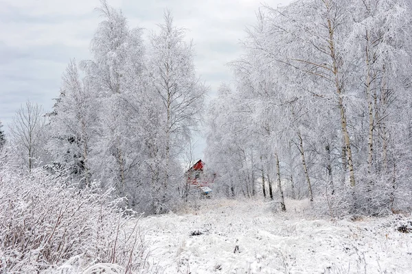 Primeira Neve Floresta Rime Hoarfrost Cobrindo Natureza Árvores Plantas — Fotografia de Stock