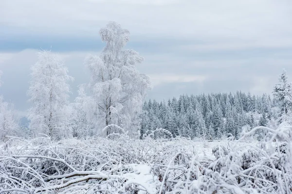 Árboles Invierno Cubiertos Escarcha Rima Nieve — Foto de Stock