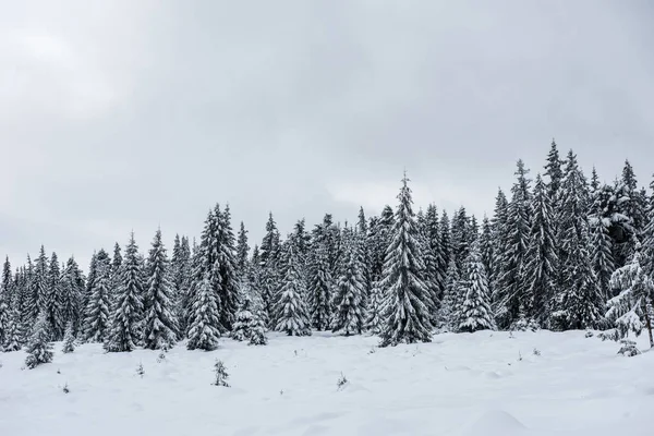 Χριστούγεννα Και Πρωτοχρονιά Φόντο Χειμερινά Δέντρα Στα Βουνά Καλύπτονται Χιόνι — Φωτογραφία Αρχείου