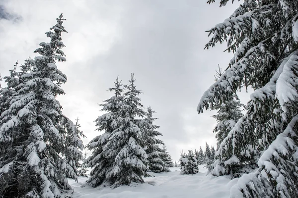 Bellissimo Paesaggio Invernale Con Neve Sugli Alberi — Foto Stock