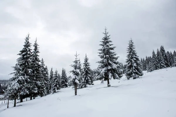 Drzewa Jodłowe Pokryte Śniegiem Mrozem Górach — Zdjęcie stockowe