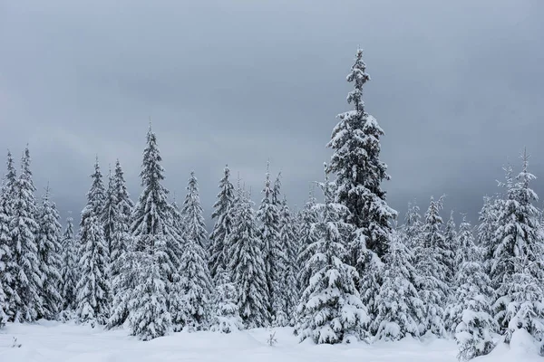 Winterlandschaft Mit Schneebedeckten Tannen Weihnachtspostkartenkonzept — Stockfoto