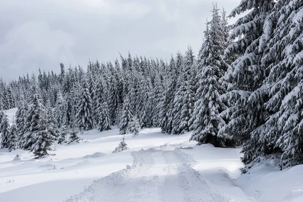 Vinterlandskap Med Snødekte Furutrær Julekortkonsept – stockfoto