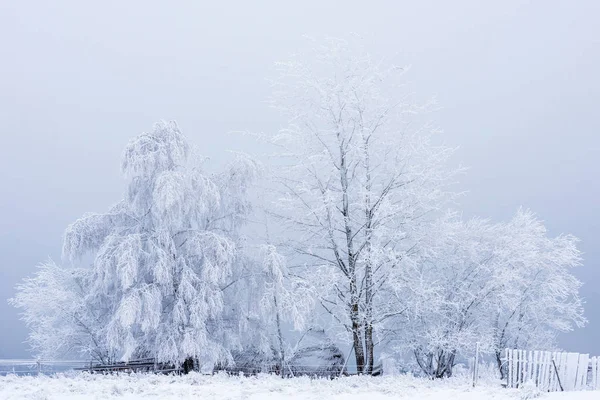 První Sníh Lese Rým Jinovatka Příroda Stromy Rostliny — Stock fotografie