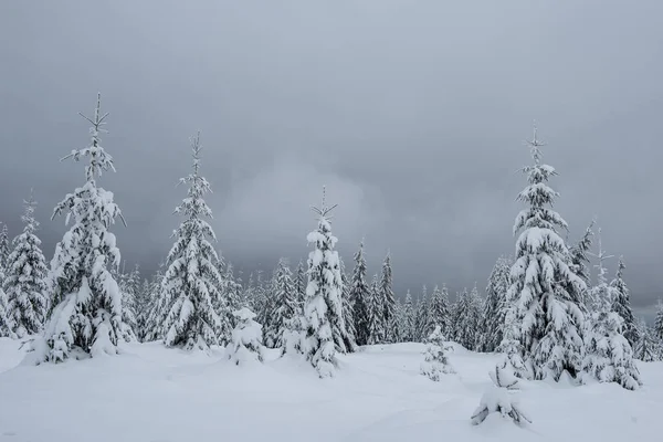 Зимний Пейзаж Заснеженными Елками Рождественская Открытка — стоковое фото