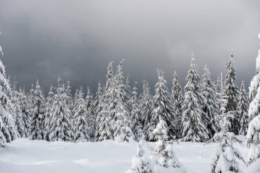 Ağaçlarda kar olan güzel kış manzarası