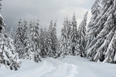 Yılbaşı ve yeni yıl arkaplanı Dağlardaki kış ağaçları karla kaplı