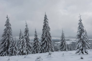 Ağaçlarda kar olan güzel kış manzarası