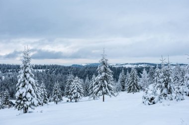 Köknar ağaçlarıyla kaplı kış manzarası. Noel kartı konsepti