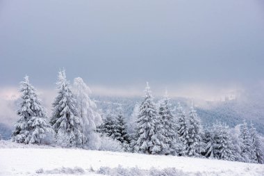 Karla kaplı firavun ağaçları ve dağlarda buzullar.