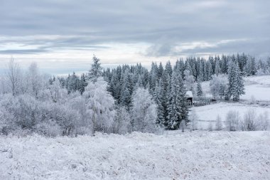 İlk kar ormanın içinde. İn rime'ı ve doğa, ağaçlar ve bitkiler kapsayan hoarfrost