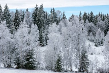 İlk kar ormanın içinde. İn rime'ı ve doğa, ağaçlar ve bitkiler kapsayan hoarfrost