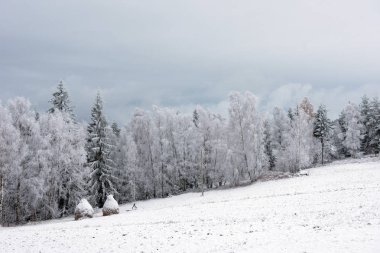 İlk kar ormanın içinde. İn rime'ı ve doğa, ağaçlar ve bitkiler kapsayan hoarfrost
