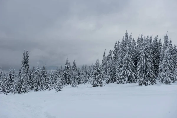 Schöne Winterlandschaft Mit Schnee Auf Den Bäumen — Stockfoto
