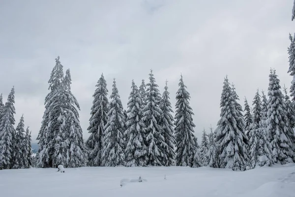 冬季的风景 雪覆杉树 圣诞明信片的概念 — 图库照片