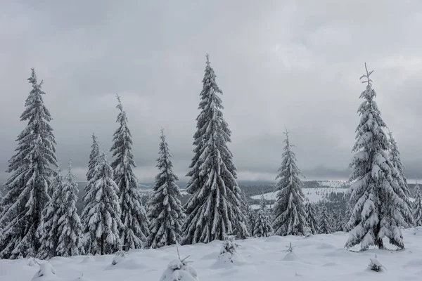 Schöne Winterlandschaft Mit Schnee Auf Den Bäumen — Stockfoto