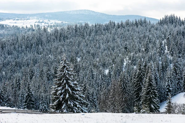 Fondo Navidad Año Nuevo Con Árboles Invierno Las Montañas Cubiertas — Foto de Stock
