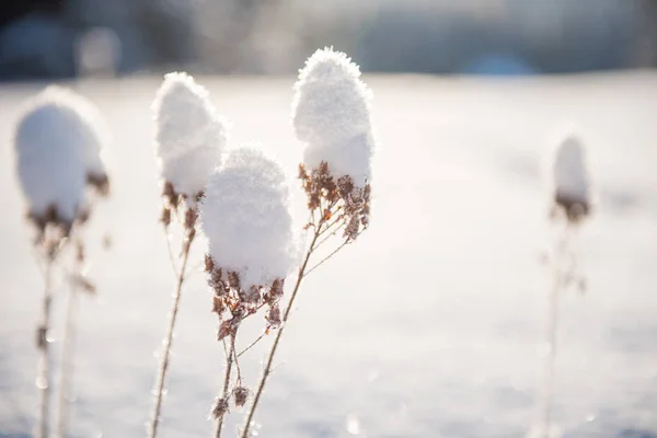 Paisaje Invierno Con Árboles Cubiertos Nieve Colinas — Foto de Stock