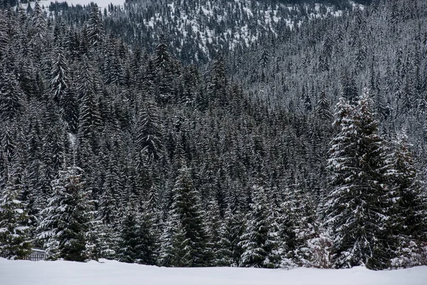 Prachtig Winterlandschap Met Sneeuw Bomen — Stockfoto