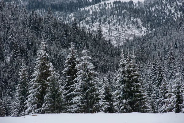 Weihnachten Und Neujahr Hintergrund Mit Winterbäumen Den Schneebedeckten Bergen — Stockfoto