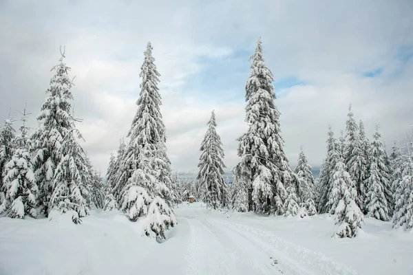 Paisaje Invernal Con Abetos Cubiertos Nieve Concepto Postal Navidad — Foto de Stock