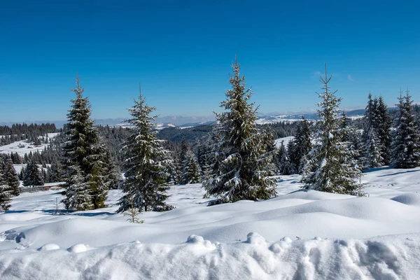 Fairy Winterlandschap Met Sneeuw Bedekt Kerstbomen — Stockfoto