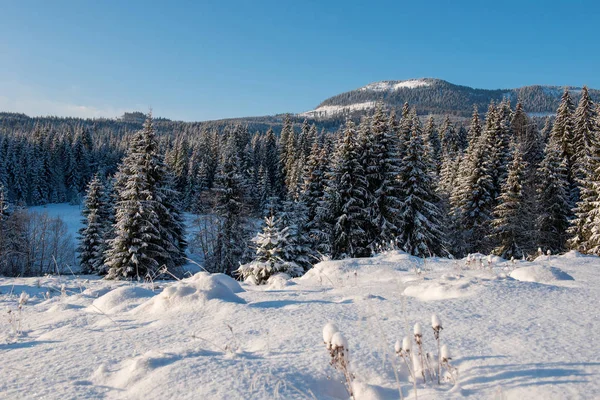 Schöne Winterlandschaft Mit Schnee Auf Den Bäumen — Stockfoto