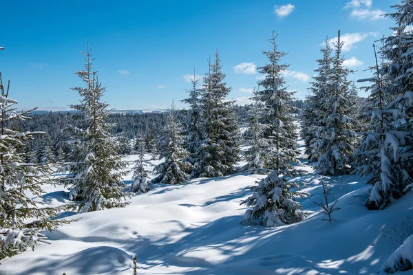Zimowy Krajobraz Pokrytymi Śniegiem Jodłami Koncepcja Pocztówki Świątecznej — Zdjęcie stockowe
