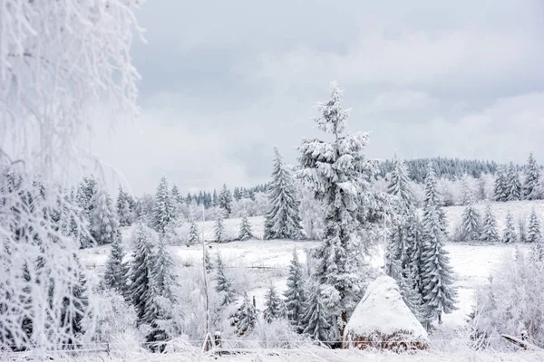 Den Første Snøen Skogen Rim Rim Som Dekker Natur Trær – stockfoto