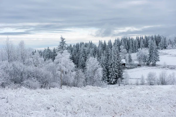 Pierwszy Śnieg Lesie Rym Szron Obejmujące Natura Drzewa Rośliny — Zdjęcie stockowe