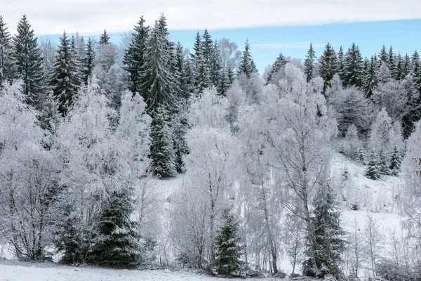 Första Snön Skogen Rimfrost Och Rimfrost Täcker Natur Träd Och — Stockfoto