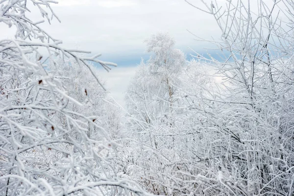 Kış Ağaçlar Hoarfrost Rime Kar Ile Kaplı — Stok fotoğraf