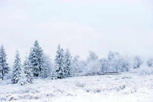 Jedle Pokryté Sněhem Chrastí Horách — Stock fotografie