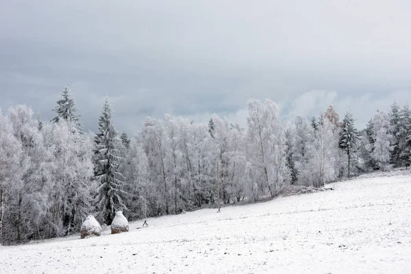 Primera Nieve Bosque Rimas Heladas Que Cubren Naturaleza Los Árboles — Foto de Stock