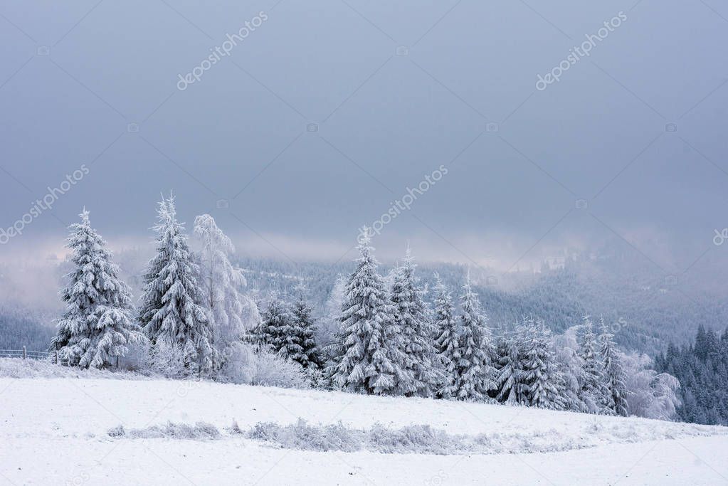 Fairy winter landscape with snow covered Christmas trees