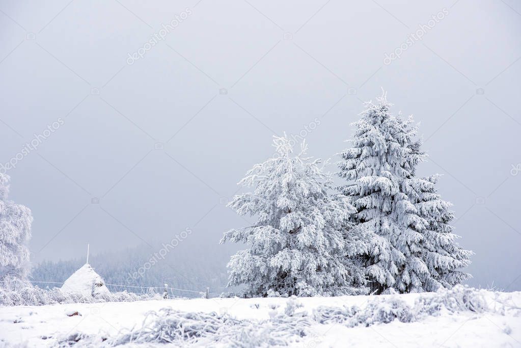 Fir trees covered with snow and hoarfrost in the mountains