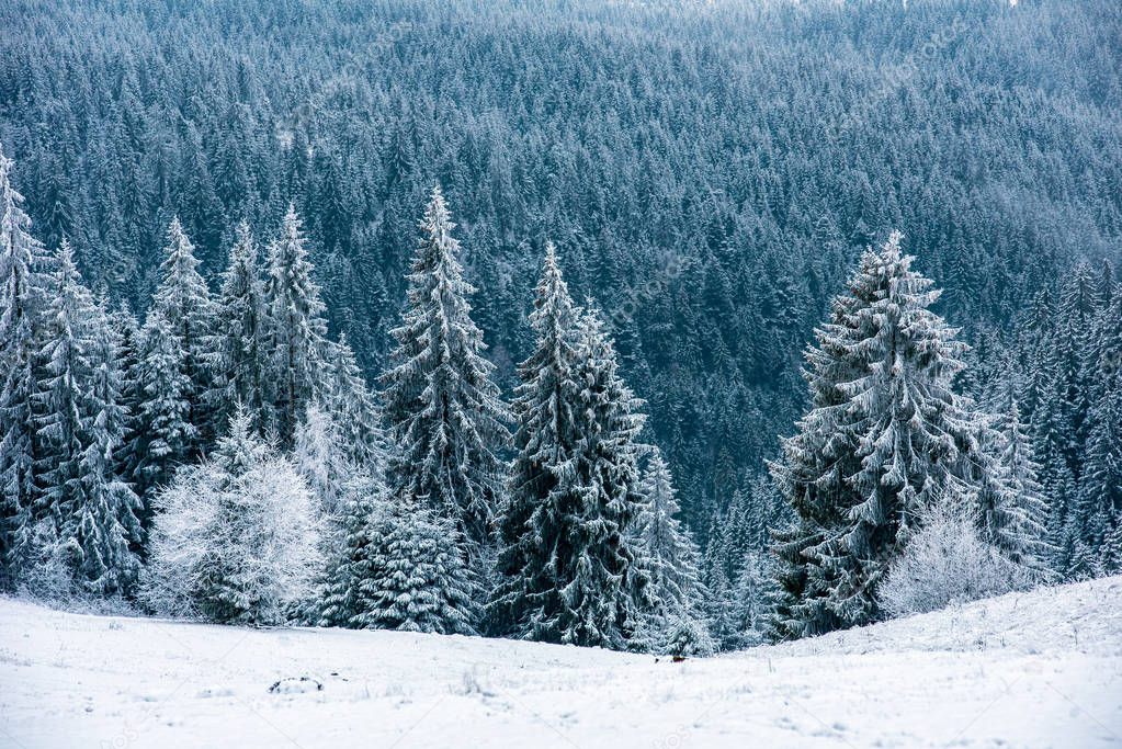 Christmas and New Year background with winter trees in the mountains covered with snow