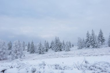 Karla kaplı çam ve köknar ağaçlarıyla kışın manzarası. Noel konsepti
