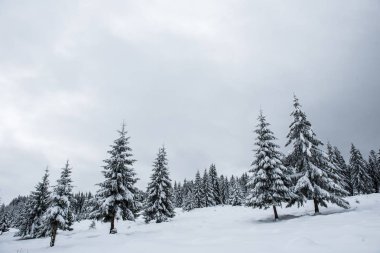 Karla kaplı firavun ağaçları ve dağlarda buzullar.