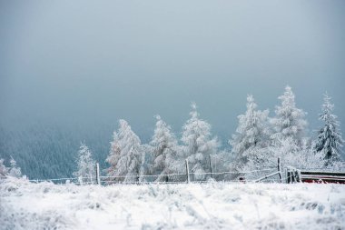 Karla kaplı firavun ağaçları ve dağlarda buzullar.