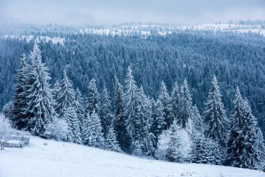 Noel arkaplanı, kışın karla kaplı orman manzarası 