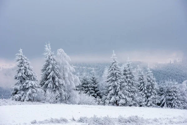 Jedle Pokryté Sněhem Chrastí Horách — Stock fotografie