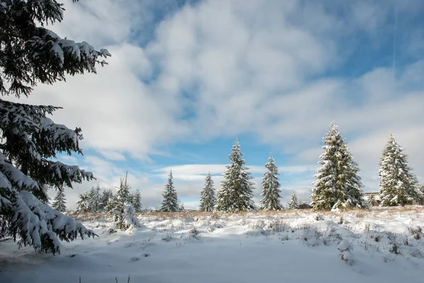 Winterlandschaft Mit Schneebedeckten Kiefern Und Tannen Weihnachtskonzept — Stockfoto