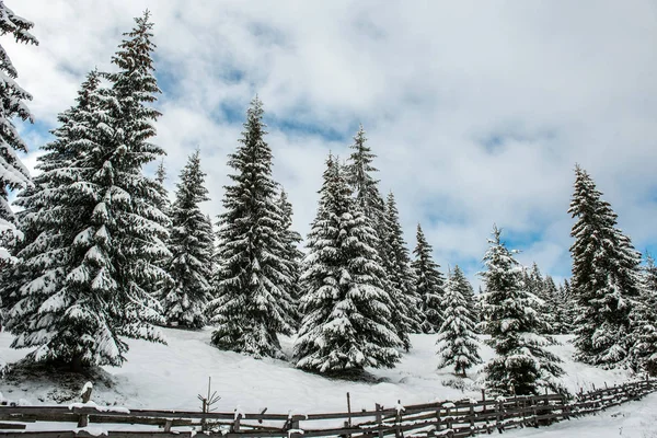 Paisagem Inverno Incrível Com Floresta Abeto Coberta Neve — Fotografia de Stock