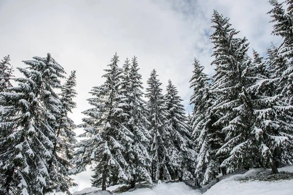 Vackert Vinterlandskap Med Snö Träden — Stockfoto